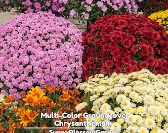 May include: A vibrant display of multi-color groundcover chrysanthemums in full bloom. The image showcases various colors, including pink, red, yellow, and orange, creating a visually appealing floral arrangement. The text "Multi-Color Groundcover Chrysanthemum SunnyBlossomGarden" is displayed.