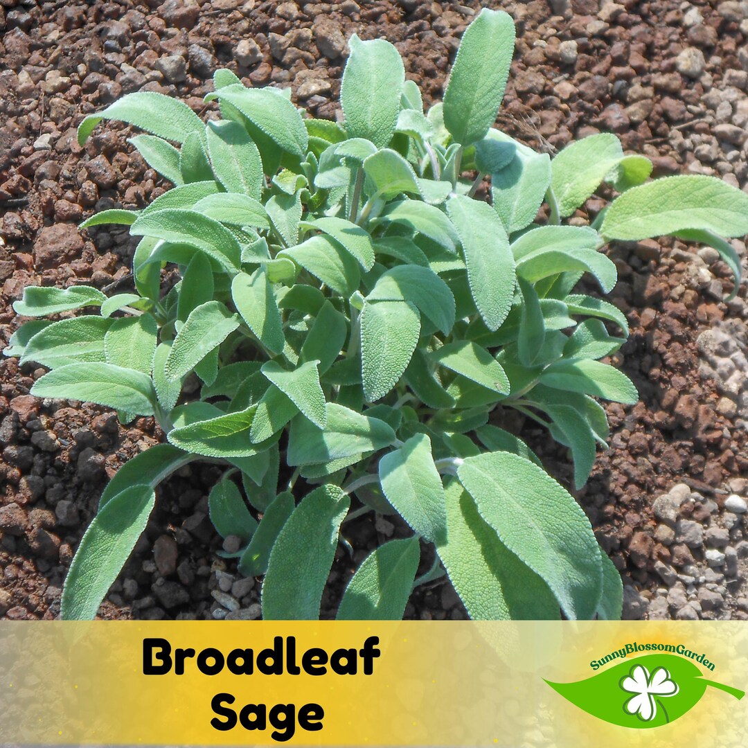 Broadleaf Sage Seeds: Garden Herb, Culinary Use (20 Seeds) - Etsy