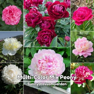 5+ Seeds| Multi-Color MIX Peony Seeds - Peony Flower – Paeonia – Perennial - Bush & Shrub Seeds - Bloom in Spring to Early Summer #B000