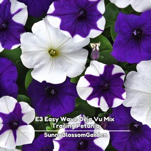 May include: Close-up of a mix of petunia flowers in full bloom. The flowers are a mix of white and deep purple, with a starburst pattern on some petals. The text "E3 Easy Wave Deja Vu Mix Trailing Petunia SunnyBlossomGarden" is visible.