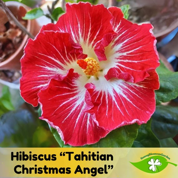 Tahitian Christmas Angel Hibiscus Seeds: Fast Growing Bush & Shrub