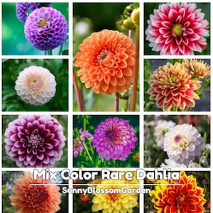 Rare Mix Color Dahlia Seeds: Heirloom Pompon Blooms (20+ Seeds)