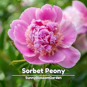 5+ Seeds| Sorbet Peony Seeds - Peony Flower – Paeonia – Perennial - Clumping - Bush & Shrub Seeds - Bloom in Spring to Early Summer #B036