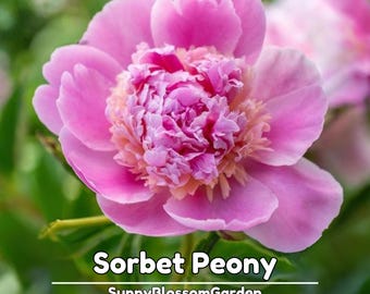Sorbet Peony Seeds - Peony Flower – Paeonia – Perennial - Clumping - Bush & Shrub Seeds - Bloom in Spring to Early Summer