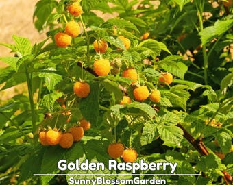 Golden Raspberry Seeds – Sweet Yellow Berries – Hardy Fruit Plant for Garden, Backyard, and Container Growing