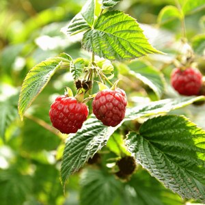 May include: Close-up of ripe red raspberries on a green leafy branch. The raspberries are in focus, showing their textured surface. The leaves are a vibrant green, with sunlight filtering through, creating a natural, fresh look. The image captures the essence of fresh fruit.