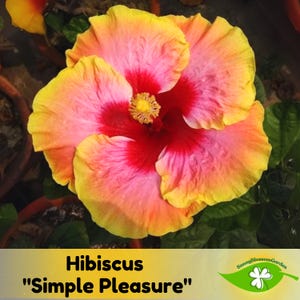 May include: A vibrant hibiscus flower with yellow, orange, pink, and red petals. The flower is in full bloom and has a prominent red center. The text "Hibiscus "Simple Pleasure"" is visible below the flower.