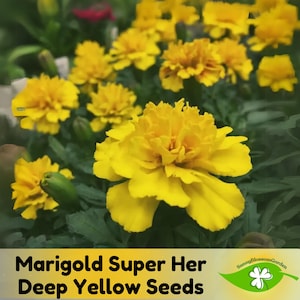 May include: Close-up of vibrant yellow marigold flowers in full bloom. The image features the text "Marigold Super Her Deep Yellow Seeds" and a logo for SunnyBlossomGarden. The flowers have multiple layers of petals and are surrounded by green foliage.