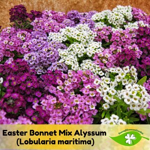 15+ Seeds| Easter Bonnet Mix Alyssum (Lobularia maritima) Seeds - Cold Resistant-Open-Pollinating-Drought Tolerant-Plant in Early Spring#304
