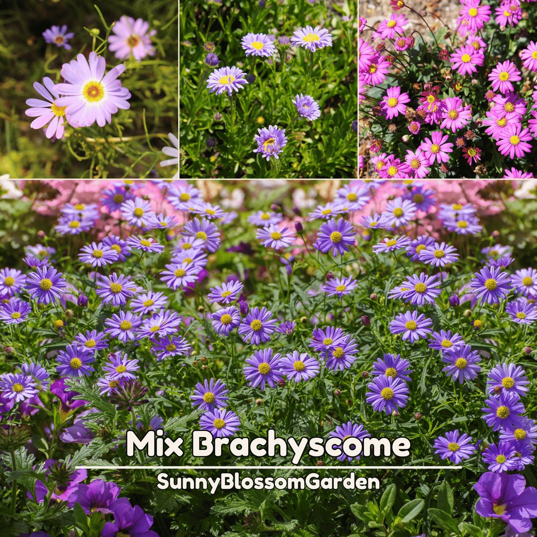 Brachycome Splendor Splendor Mix Brachyscome Seeds - Swan River Daisy Mix - Multi Color ...