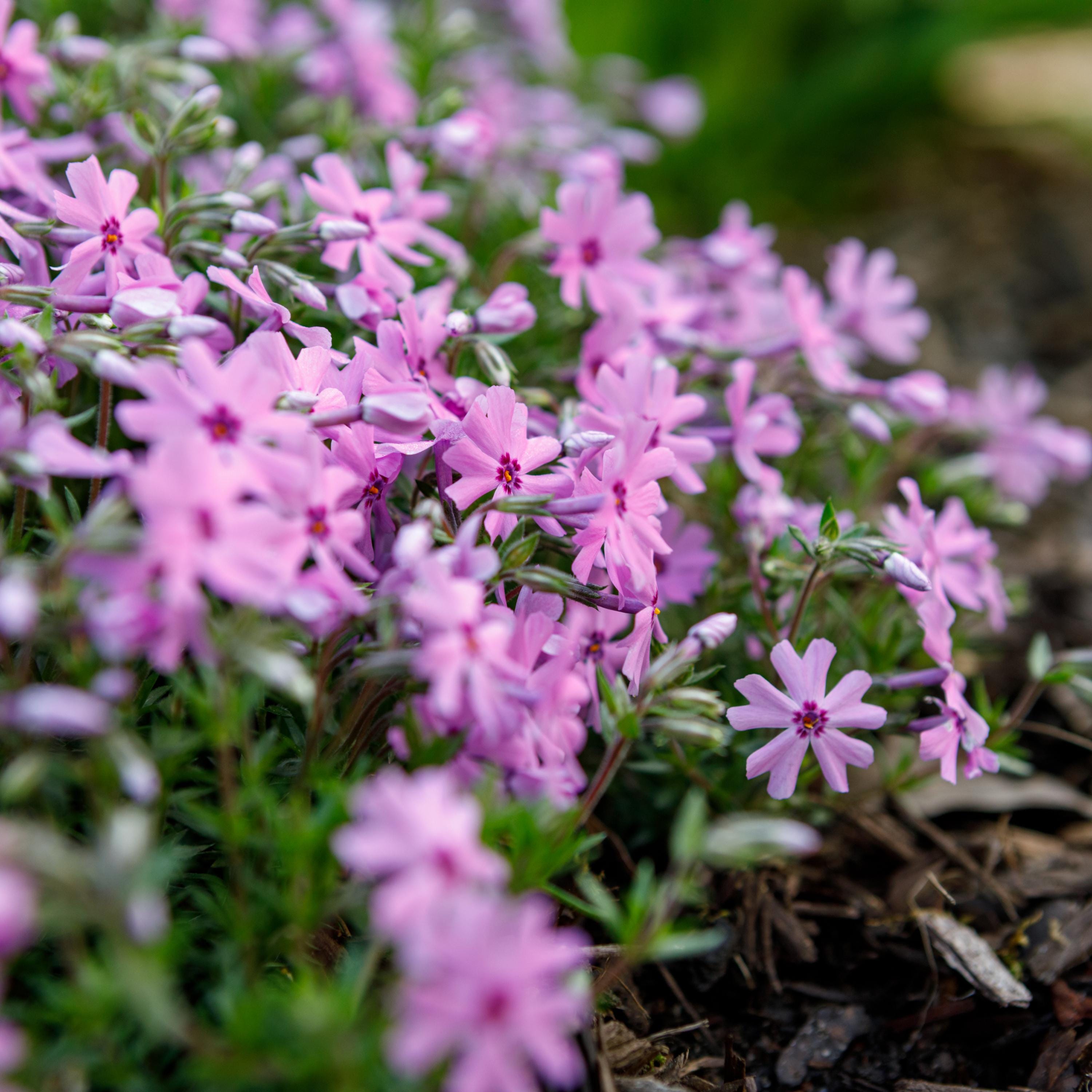 Emerald Pink Creeping Phlox Seeds - Cold Resistant - Drought Resistant