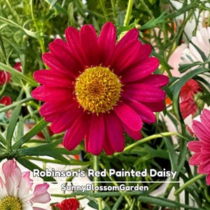 May include: A close-up of a vibrant red Robinson's Painted Daisy flower with a yellow center. The flower is surrounded by green foliage and other daisy blooms. The text "Robinson's Red Painted Daisy" and "SunnyBlossomGarden" are visible.