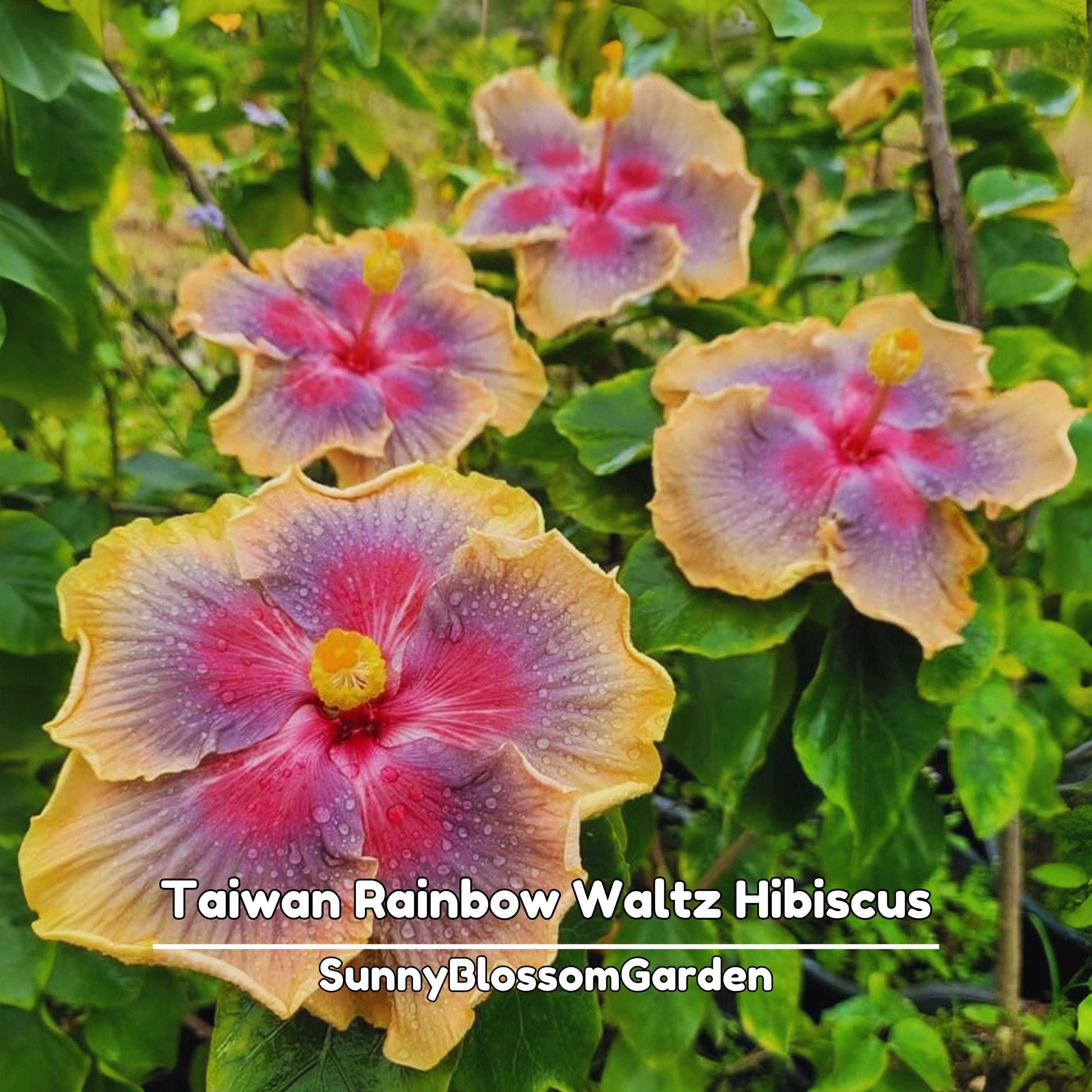 Hibiscus 'taiwan Rainbow Waltz' Seeds - Bush & Shrub Seeds - Fast