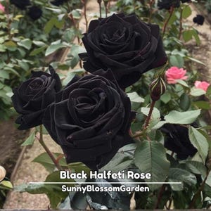 15+ Black Halfeti Rose Seeds: Rare Perennial Flower