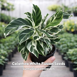 Houseplant Seeds - Etsy