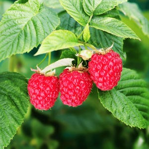 May include: Close-up of three ripe red raspberries on a branch with green leaves. The raspberries are in focus, showcasing their textured surface and vibrant color. The leaves provide a lush green backdrop.
