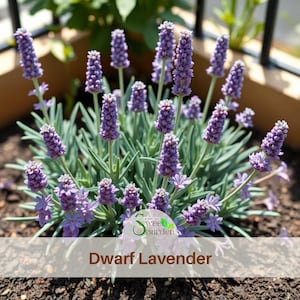 May include: A close-up of a dwarf lavender plant with vibrant purple flower spikes and green foliage. The plant is in a pot, with the text "Dwarf Lavender" at the bottom. The image also includes the logo for Sweet Garden.
