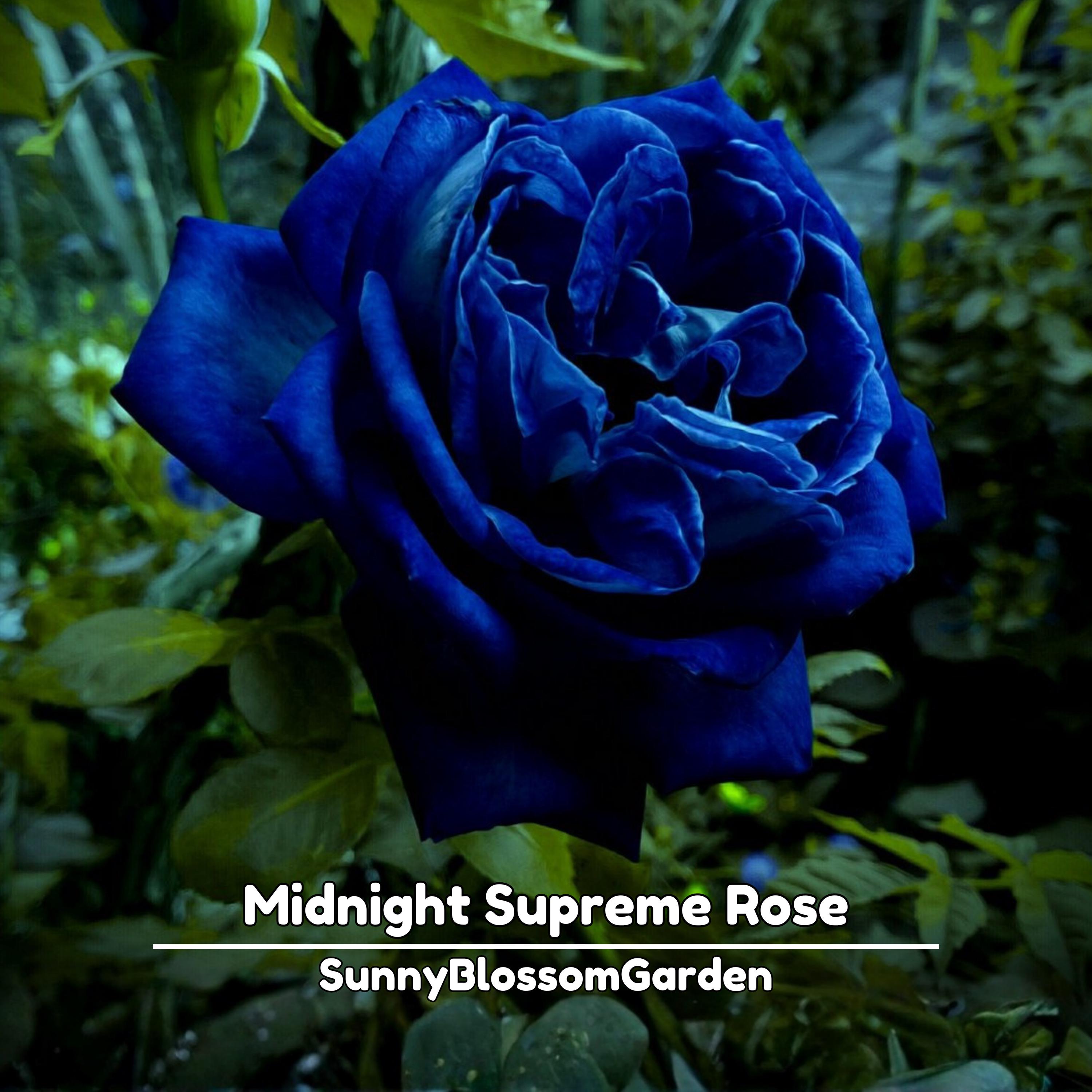 Midnight Supreme Rose Seeds | Rare Exotic Perennial Flowers - Etsy