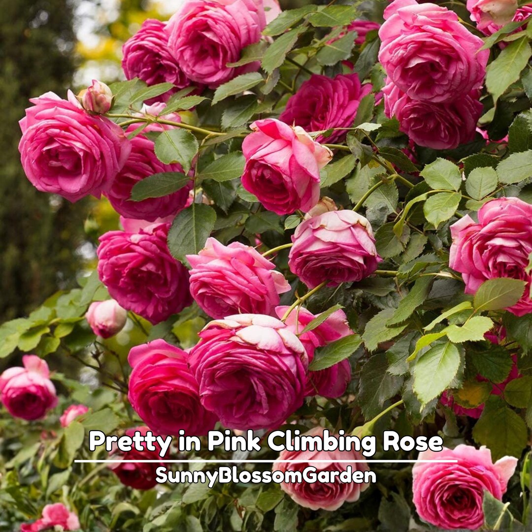 Pretty in Pink Climbing Rose Seeds - Perennial Flower (15+ Seeds) - Etsy