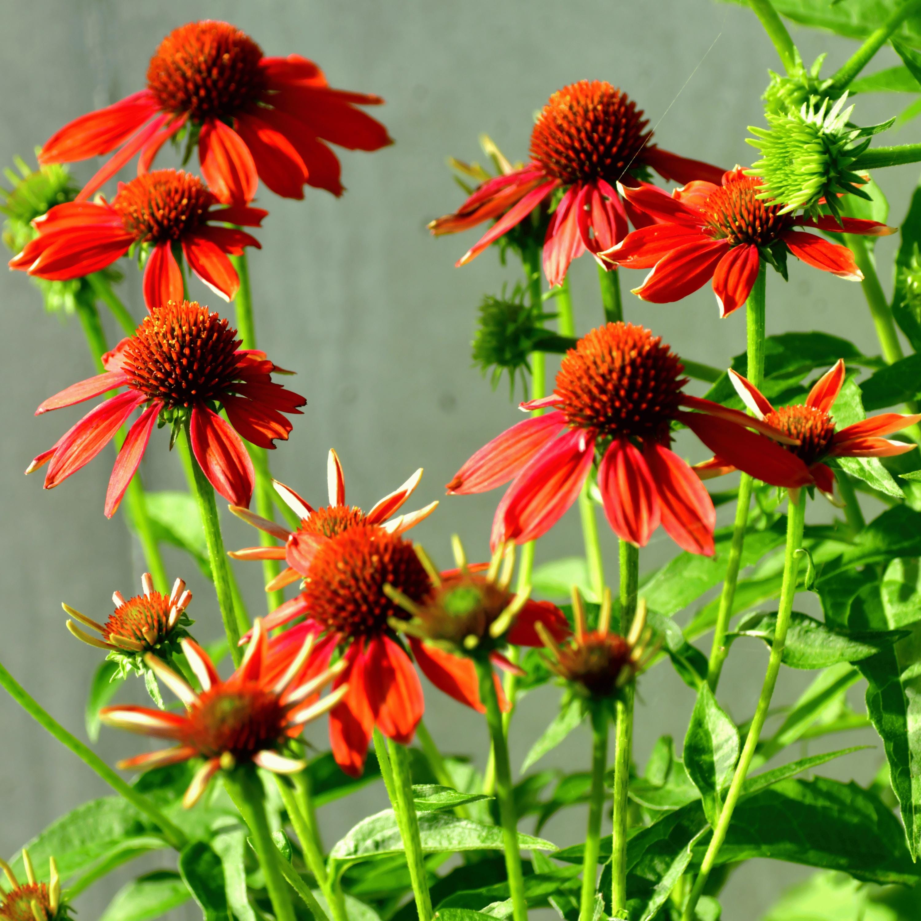Sombrero Salsa Red Echinacea Seeds - Coneflower - Bold Red Blooms Easy ...
