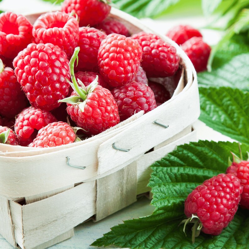 May include: A wooden basket filled with bright red raspberries. The raspberries are in focus, showing their textured surface and green stems. Green leaves surround the basket, creating a natural, fresh look. The image highlights the freshness of the berries.