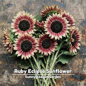May include: A bouquet of Ruby Eclipse sunflowers with dark brown centers and petals that transition from deep red at the base to creamy yellow at the tips. The text Ruby Eclipse Sunflower and SunnyBlossomGarden is visible at the bottom.