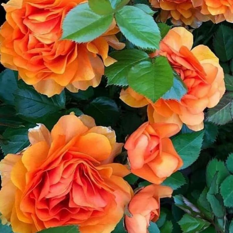 15+ Seeds| Orange Climbing Rose Seeds - Rosa - Perennial - Flowering ...
