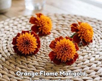 Orange Flame Marigold Seeds - Edible -Open-Pollinating - Potted - Draft Resistant - Dwarf - Plant in Spring/After frost