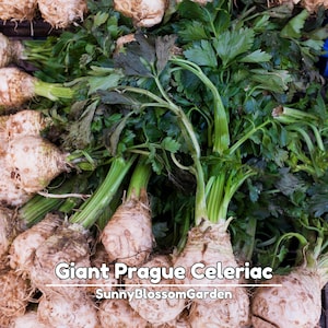 May include: Close-up of Giant Prague Celeriac, a root vegetable with a bulbous, beige root and green stalks and leaves. The text "Giant Prague Celeriac" and "SunnyBlossomGarden" are displayed in white.