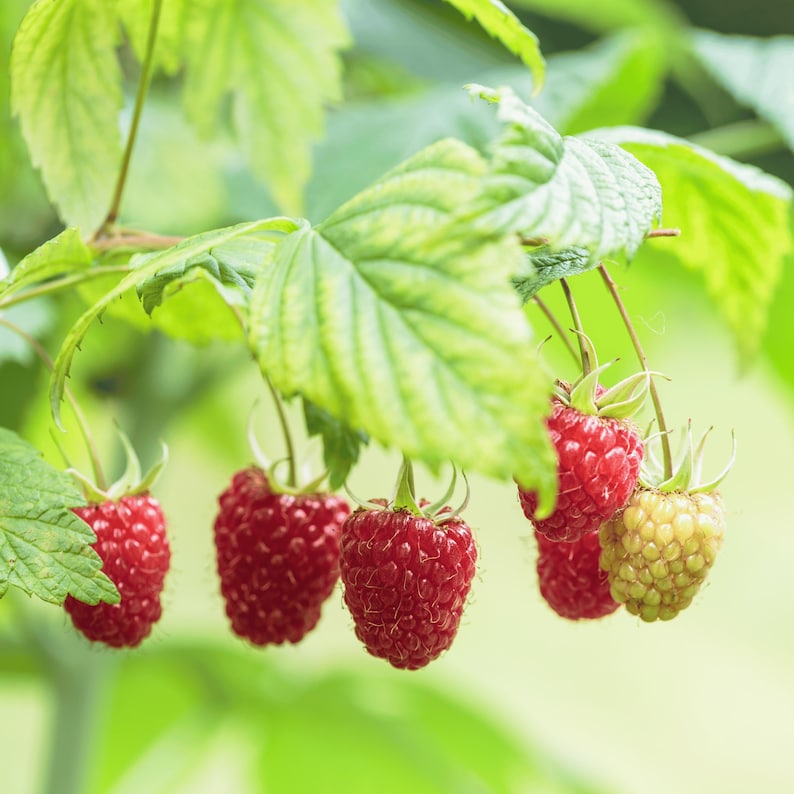 May include: Close-up of a raspberry plant with several ripe, red raspberries hanging from green stems. The leaves are a vibrant green, and one raspberry is still ripening, showing a yellow-green color.