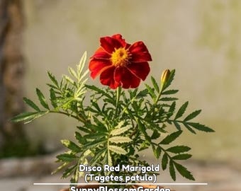 Disco Red Marigold (Tagetes patula) Seeds - Open-Pollinating - Potted -Draft Resistant - Dwarf -Plant in Spring/After frost