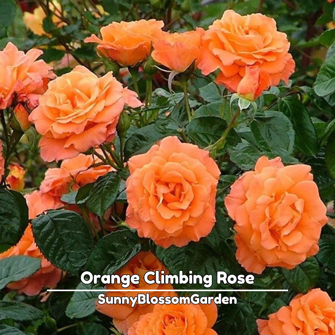 15+ Seeds| Orange Climbing Rose Seeds - Rosa - Perennial - Flowering ...