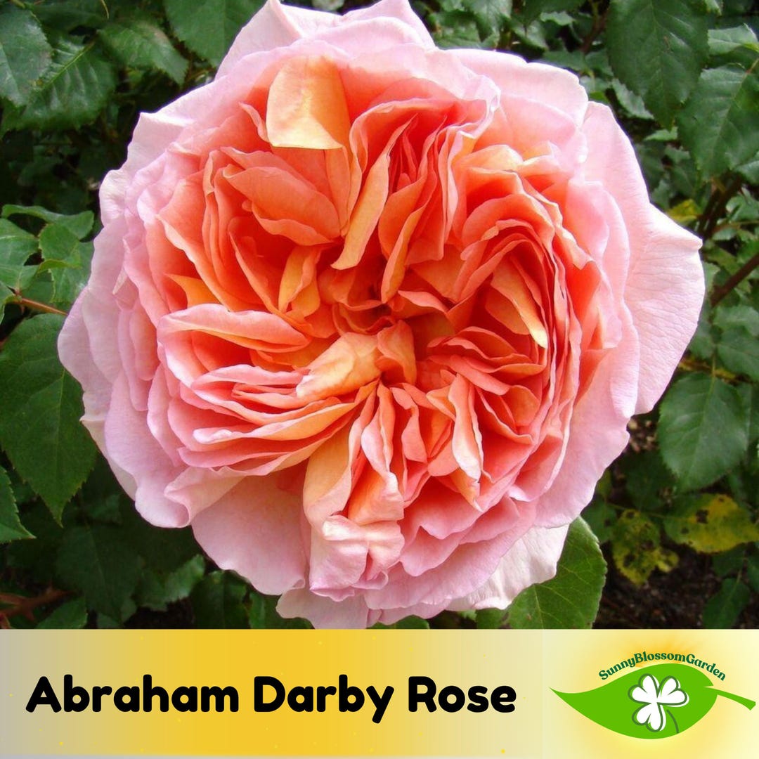 15+ Seeds| Pink English Abraham Darby Rose Seeds - Flower Seeds ...