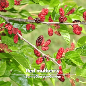 May include: Close-up of a mulberry tree branch with clusters of red berries and green leaves. Some berries are dark red or black. The text "Red mulberry" and "SunnyBlossomGarden" are visible at the bottom of the image.