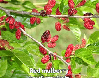 Red Mulberry Seeds – Sweet Native Berry Tree – Morus rubra Fruit Plant for Garden, Backyard, and Wildlife Friendly Growing