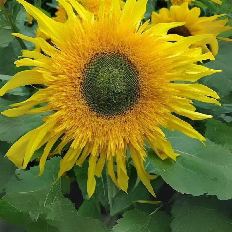 SunnyBlossomGarden Starburst Sunflower - Thumbnail 3