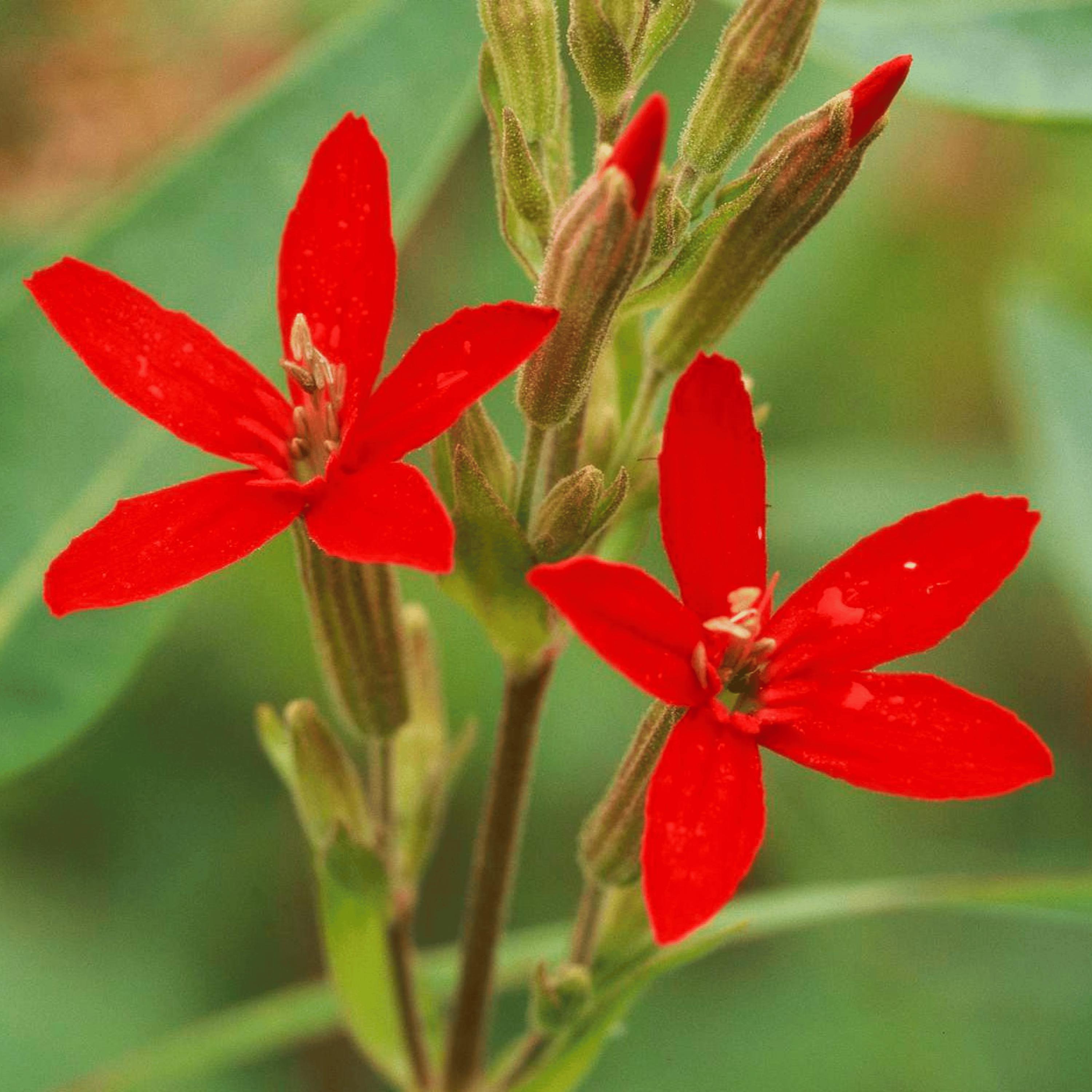 Red Royal Catchfly Seeds - Silene Regia - Bright Red Blooms Easy Grow ...