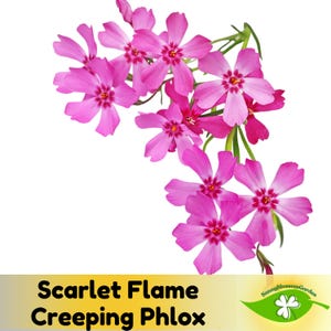 15+ Seeds| Scarlet Flame Creeping Phlox Seeds - Cold Resistant - Drought Resistant - Evergreen - Potted - Plant in early Spring/Fall - #85