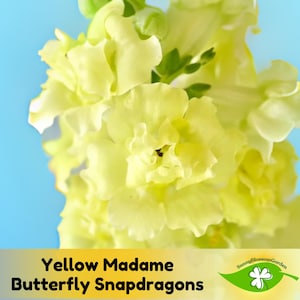 15+ Seeds| Yellow Madame Butterfly Snapdragons Seeds -Cold Resistant - Open-Pollinating - Plant before the frost/after frost #28