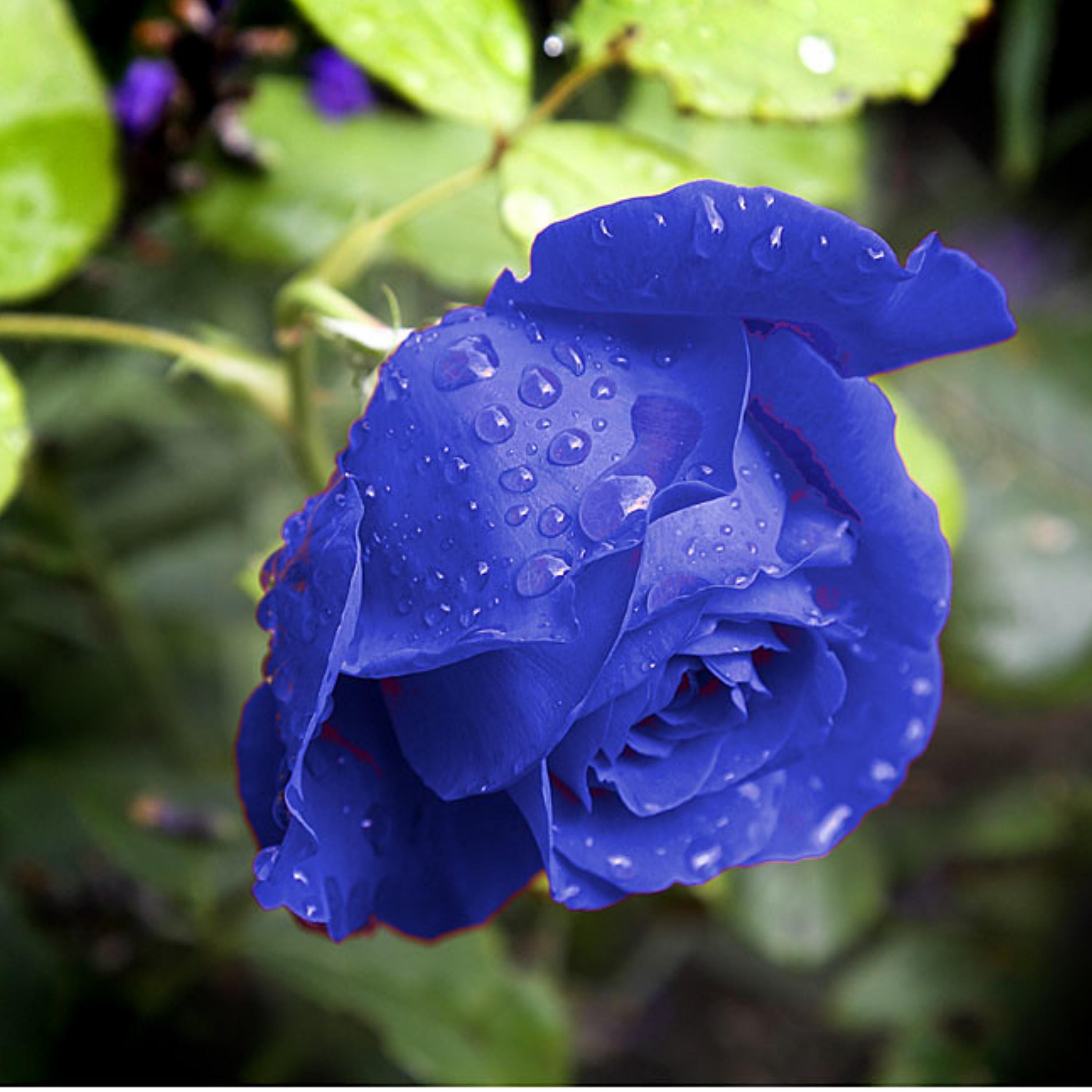 Light Blue Rose Seeds: Rare Perennial Flower Garden - Etsy