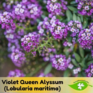 15+ Seeds| Violet Queen Alyssum (Lobularia maritima) Seeds - Cold Resistant -Open-Pollinating -Drought Tolerant - Plant in Early Spring #311