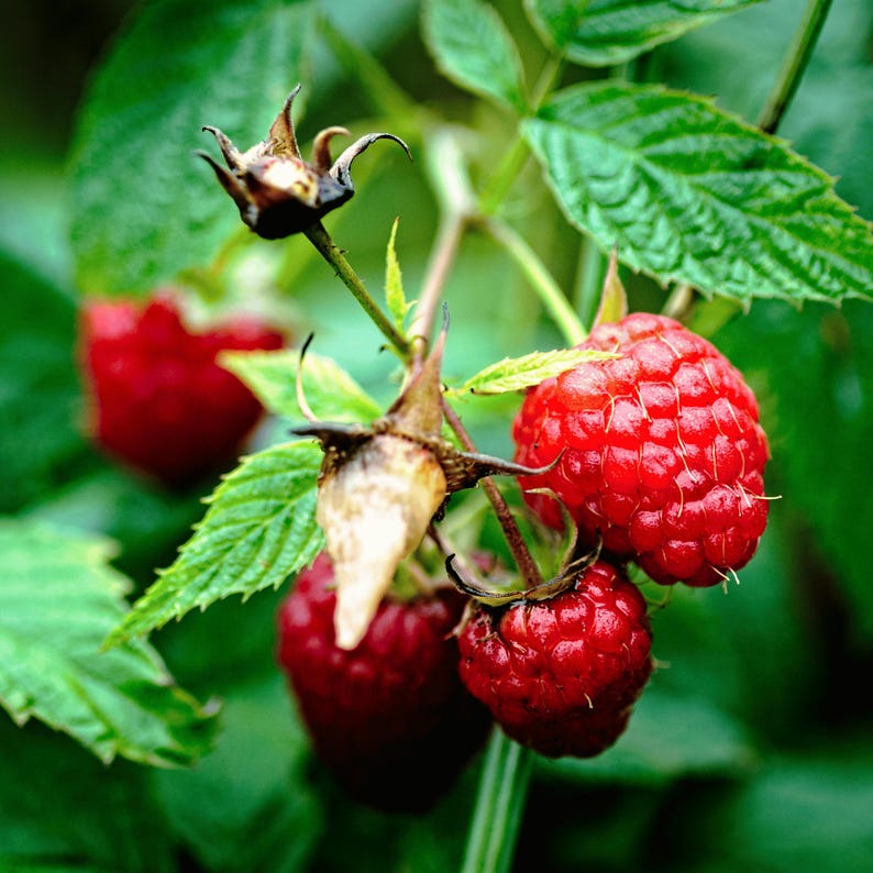 May include: Close-up of ripe red raspberries on a green leafy branch. The raspberries are clustered together, showcasing their textured surface and vibrant color. The image highlights the natural beauty of the fruit and its fresh, organic appearance.