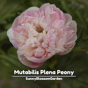 5+ Seeds| Mutabilis Plena Peony Seeds - Peony Flower – Paeonia – Perennial - Bush & Shrub Seeds - Bloom in Spring to Early Summer #B039