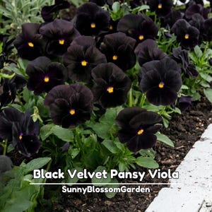 May include: A cluster of Black Velvet Pansy Viola flowers with deep black petals and bright yellow centers. The text "Black Velvet Pansy Viola" and "SunnyBlossomGarden" is printed in white over the dark green foliage and soil.