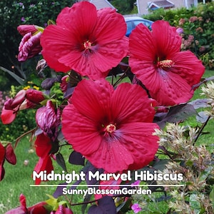 May include: Close-up of vibrant red Midnight Marvel Hibiscus flowers in full bloom. The petals have a textured appearance with a dark center and yellow stamens. The image includes the text "Midnight Marvel Hibiscus" and "SunnyBlossomGarden".