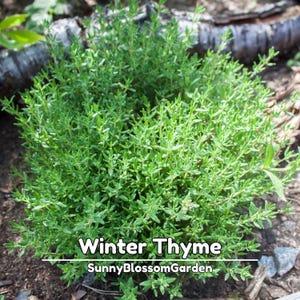 May include: A close-up of a vibrant green Winter Thyme plant. The image shows a dense cluster of small, leafy stems, with the text "Winter Thyme" and "SunnyBlossomGarden" in white. The plant is set against a backdrop of soil and small rocks.