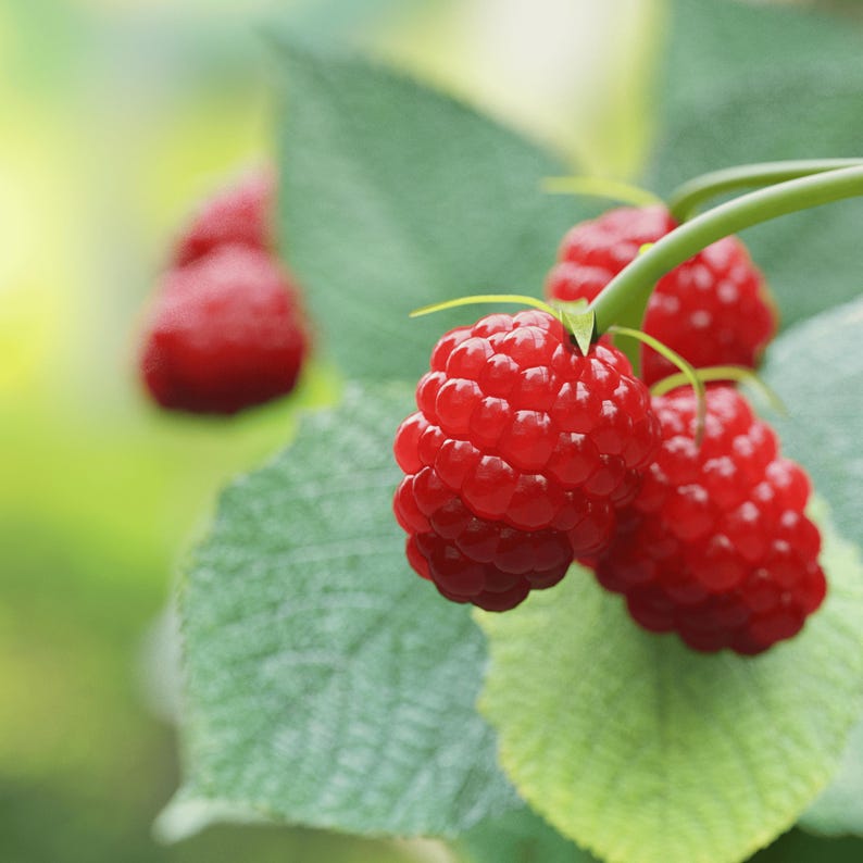 May include: Close-up of ripe red raspberries on a green leafy branch. The berries are in focus, showcasing their textured surface and vibrant color. The background is blurred, creating a natural, fresh feel. The image highlights the freshness of the fruit.