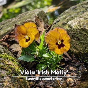 May include: Two Viola 'Irish Molly' flowers with golden-yellow petals and dark maroon centers. The plants have green leaves and are situated between textured rocks. The text 'Viola 'Irish Molly'' and 'SunnyBlossomGarden' appears at the bottom.