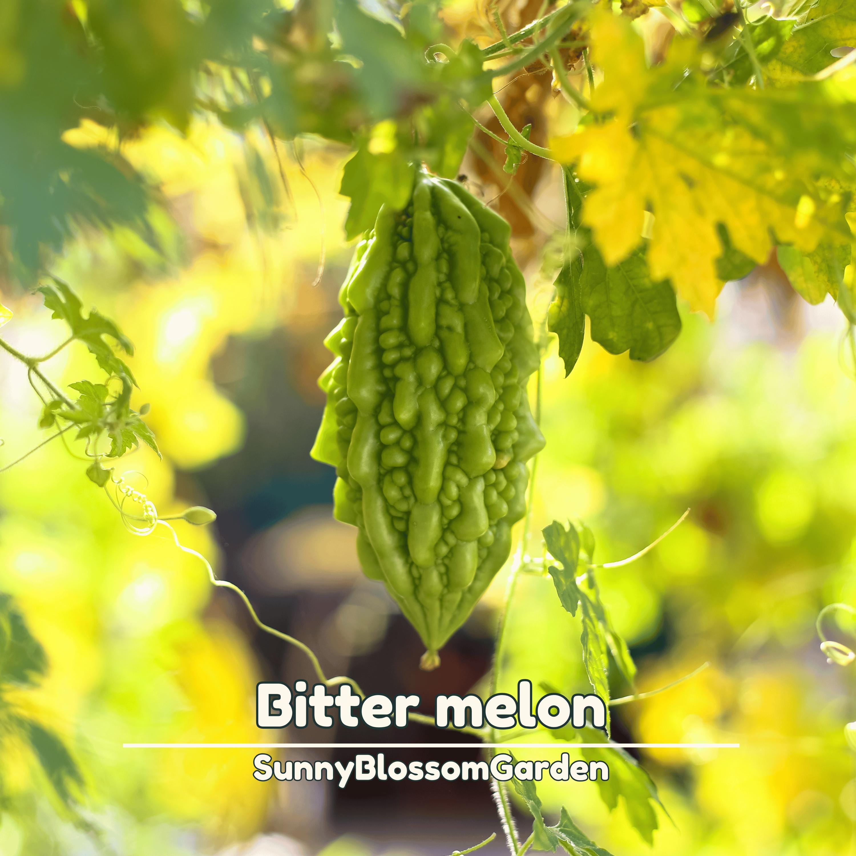 Bitter Melon Seeds: Organic Heirloom Vegetable Vine (10 Seeds)