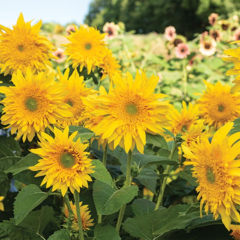 SunnyBlossomGarden Starburst Sunflower